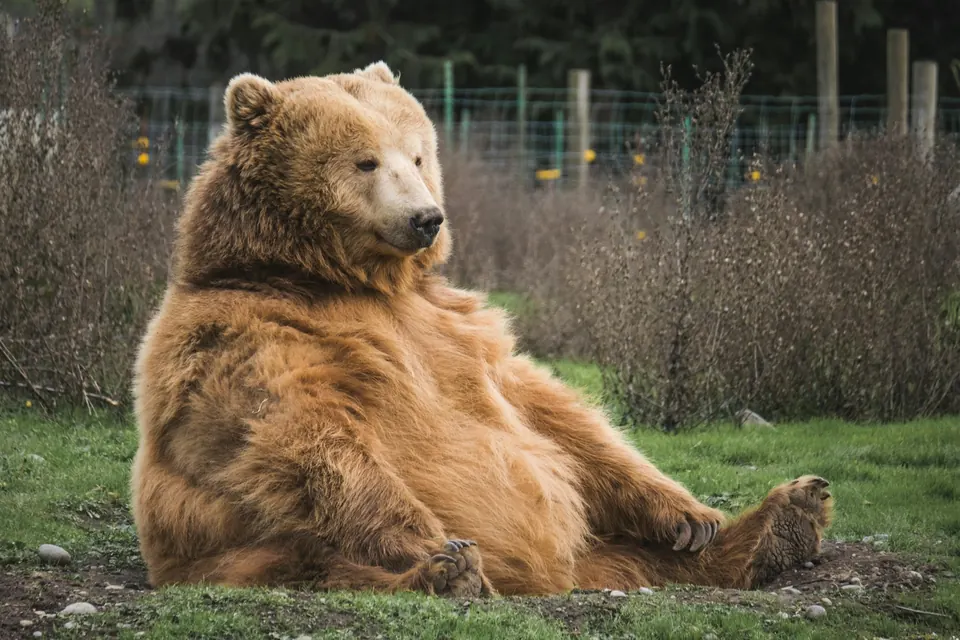 A brown bear sitting in a grassy field