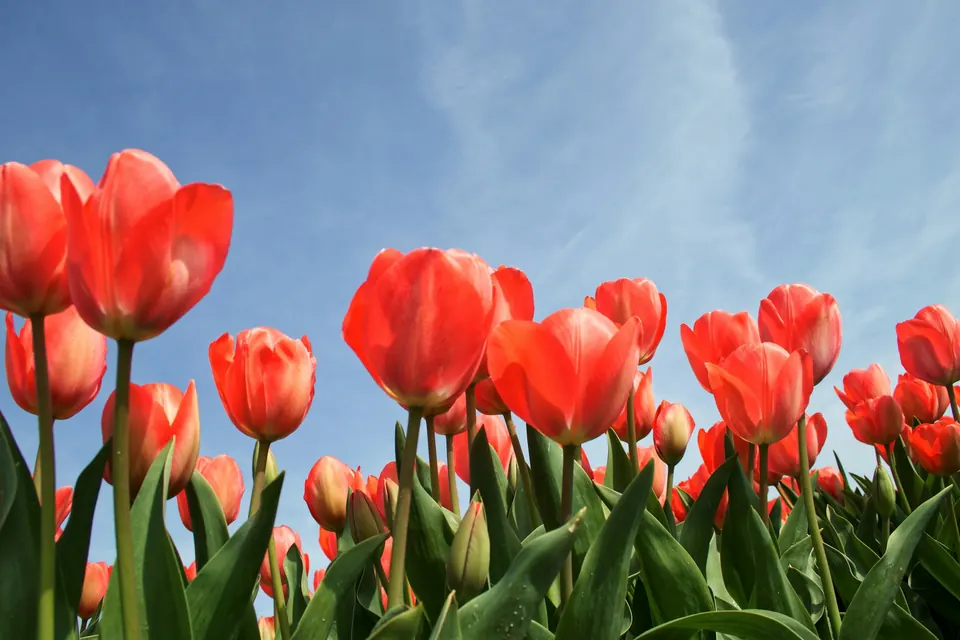 Red tulips under a blue sky